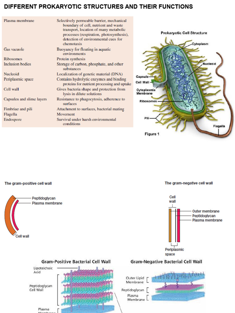 Prokaryotic Structures and Functions | PDF | Growth Medium | Microbiology