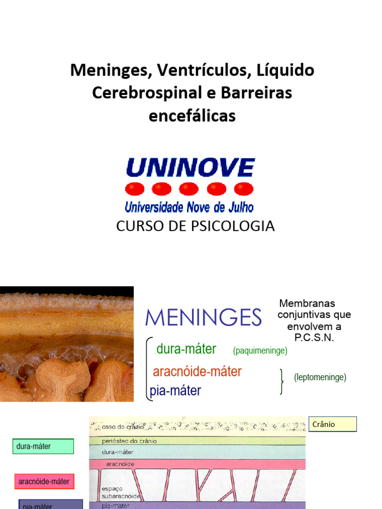 Estruturas e Funções das Meninges e LCR | PDF | Líquido ...