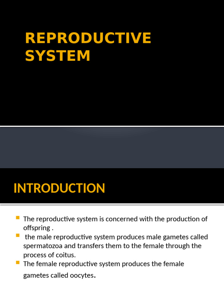 Female Reproductive System-1 | PDF | Uterus | Labia