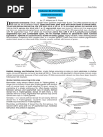 Overview of Batomorphi Classification | PDF | Vertebrates | Elasmobranchii