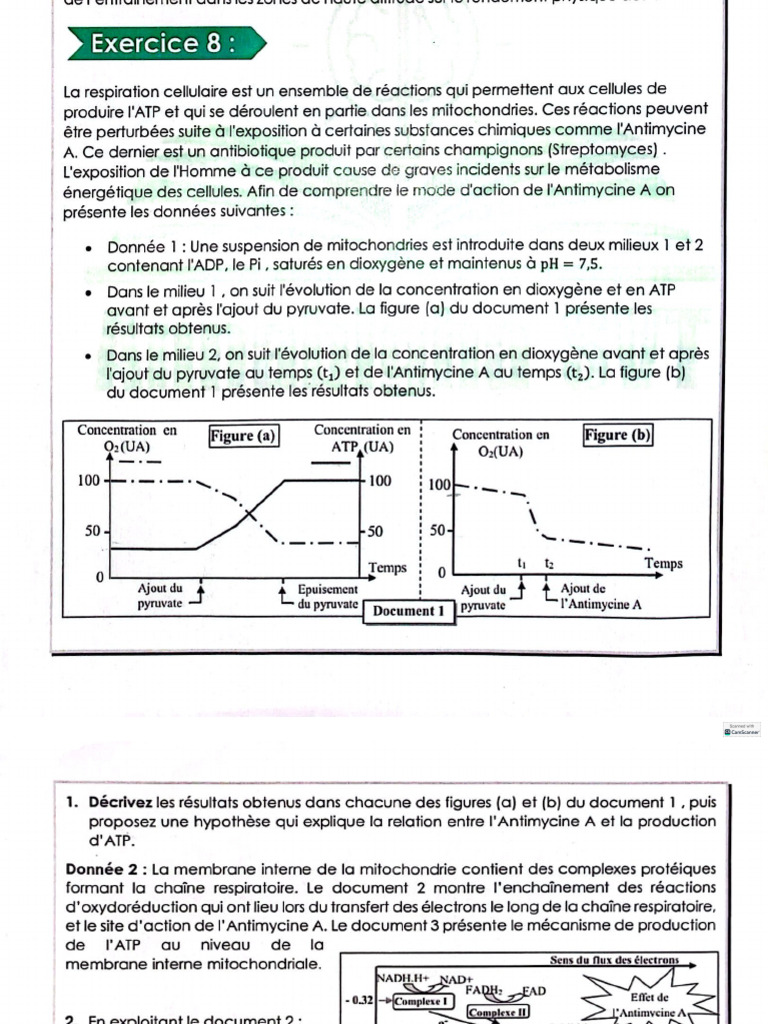 Correction Exercice 8 ATP Et Muscle | PDF