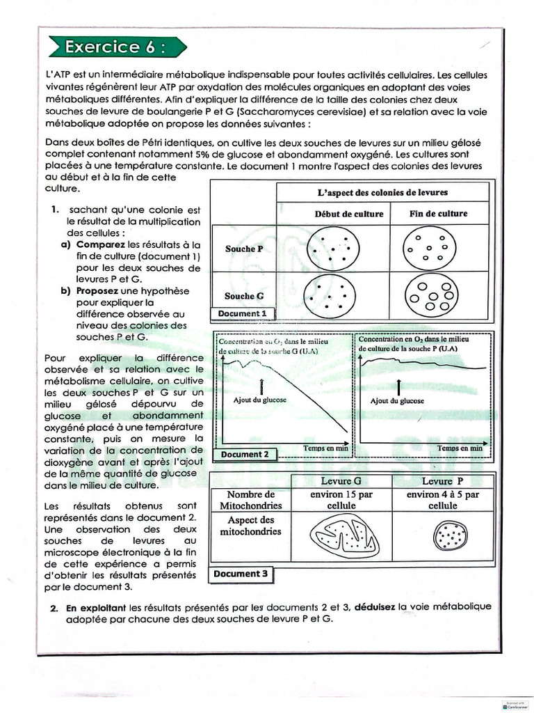 Correction Exercice 6 ATP Et Muscle | PDF