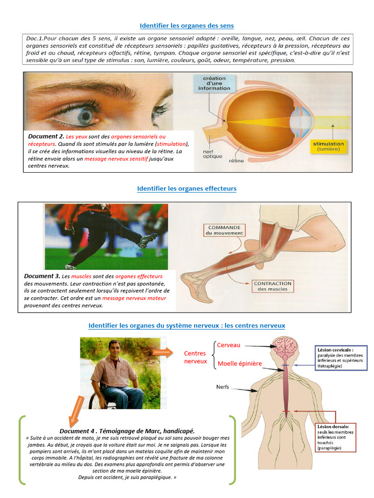 Organes des sens et système nerveux | PDF | Système nerveux central ...