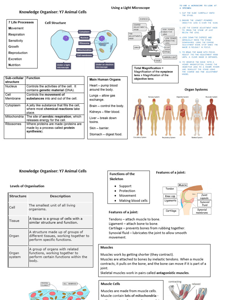 Y7 Term 1 Biology Animal Cells | PDF | Cell (Biology) | Muscle