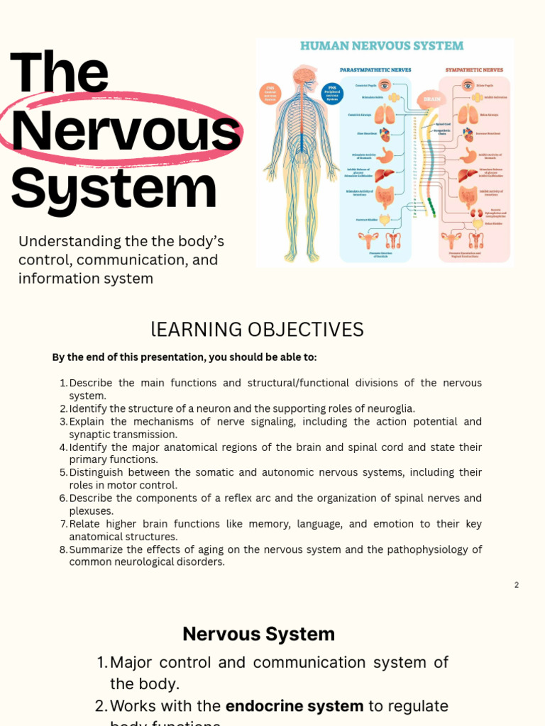 Overview of the Nervous System Functions | PDF | Chemical Synapse ...