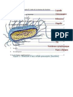 Chapitre II Etude de La Structure Des Bactéries