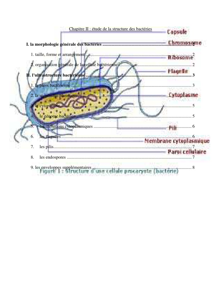 Chapitre II Etude De La Structure Des Bactéries | PDF | Spore | Bactérie