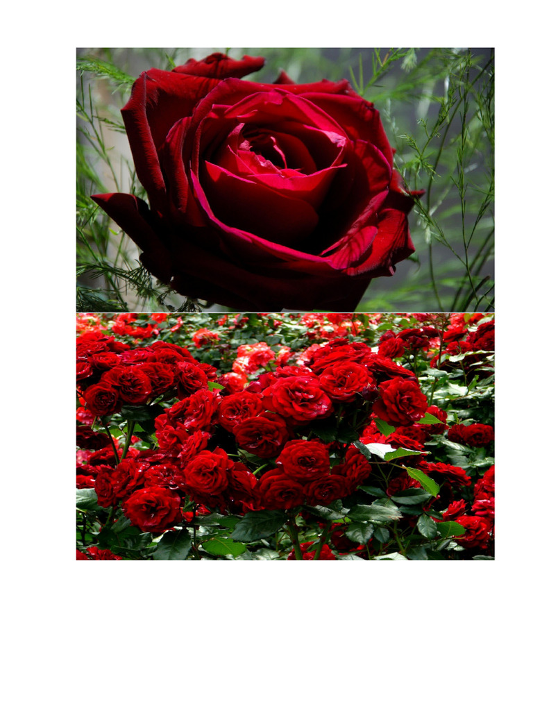 Rose | PDF