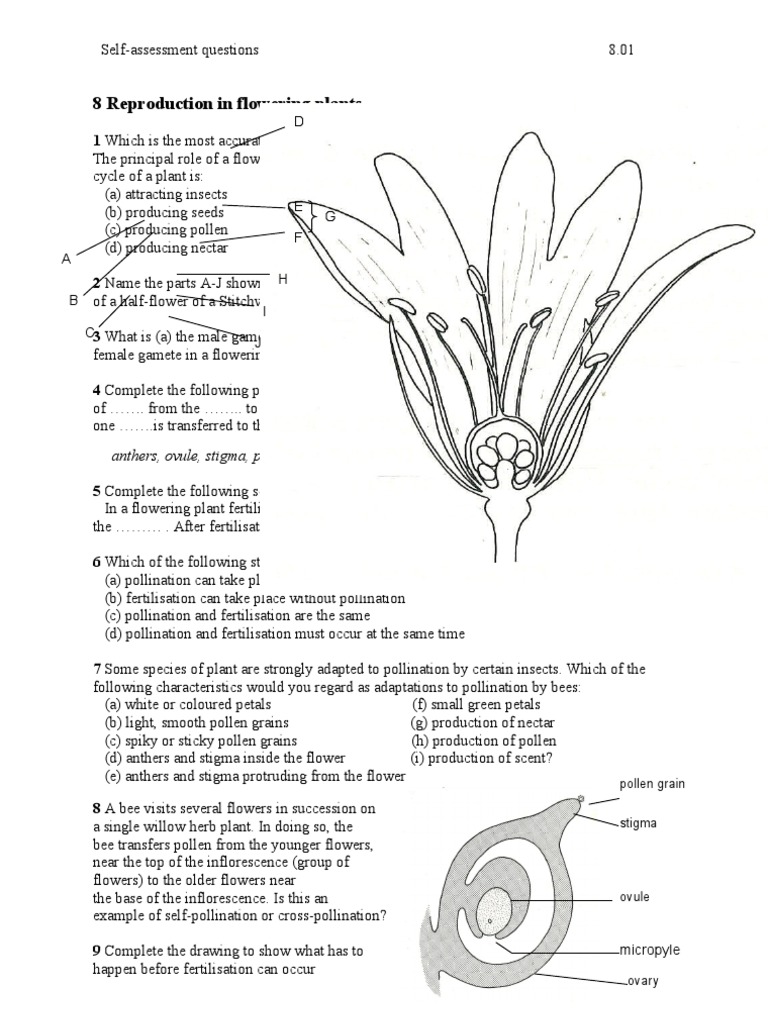 Plant Reproduction Questions Pollination Flowers