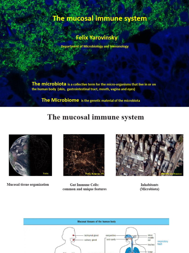 Overview of the Mucosal Immune System | PDF | Vaccines | Immune System