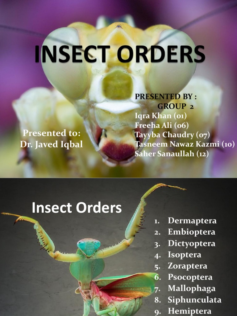 Insect Orders Arthropods Hexapoda Free 30day Trial Scribd