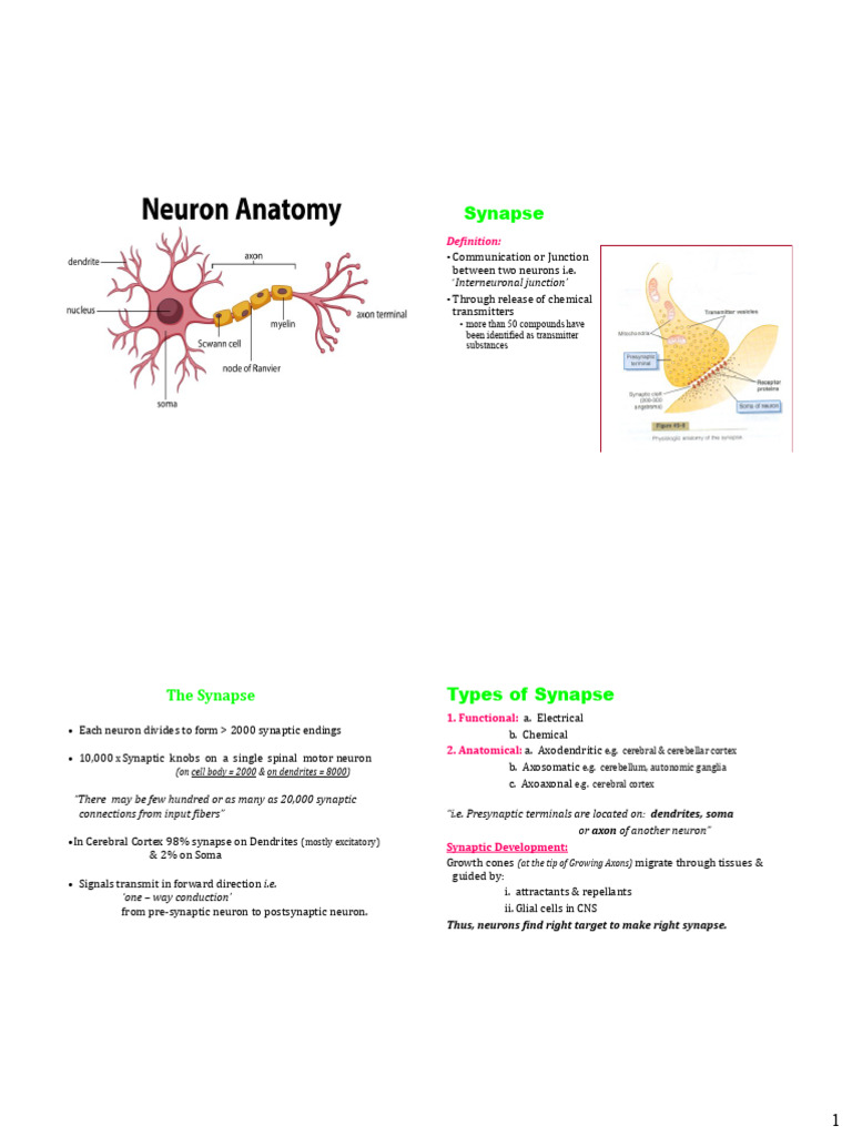 Understanding Synapses and Transmission | PDF