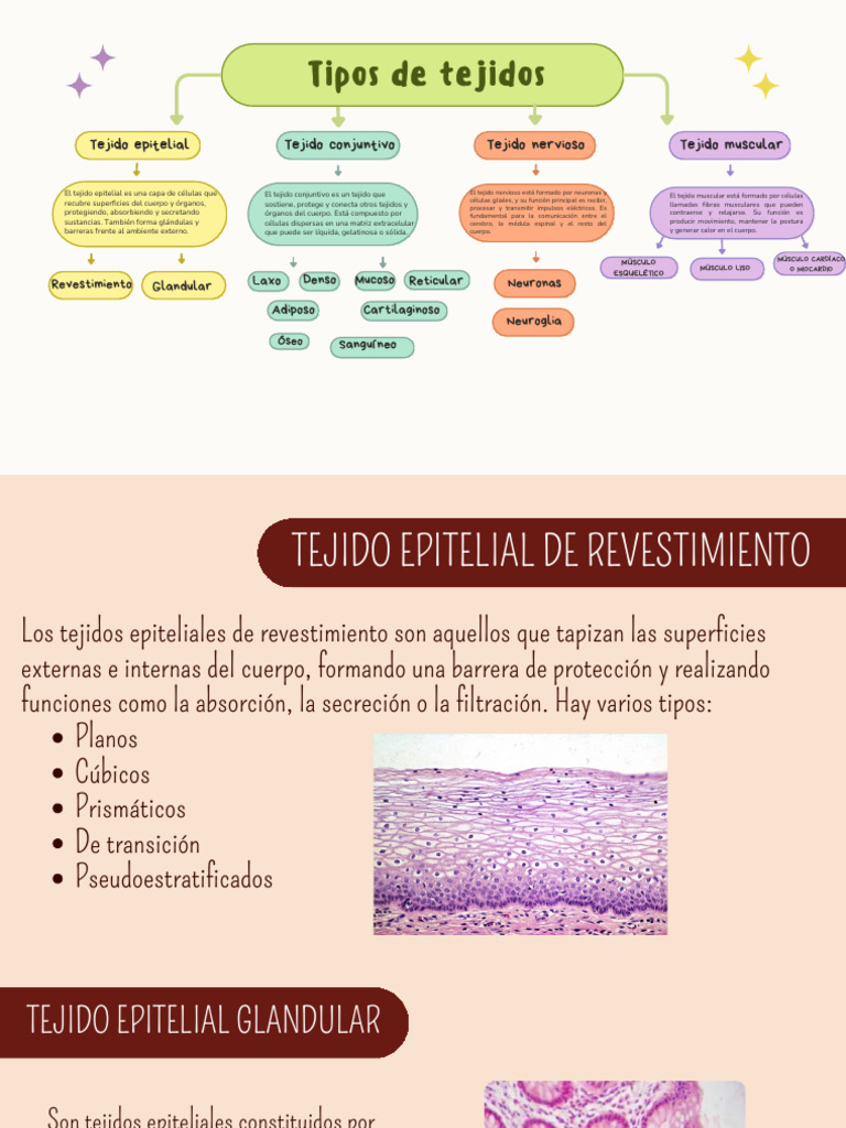 TEJIDOS | PDF | Hueso | Músculo