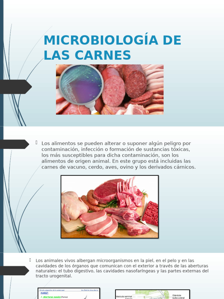 Microbiología de Las Carnes Diapoooooooosssssss | PDF | Carne | Alimentos