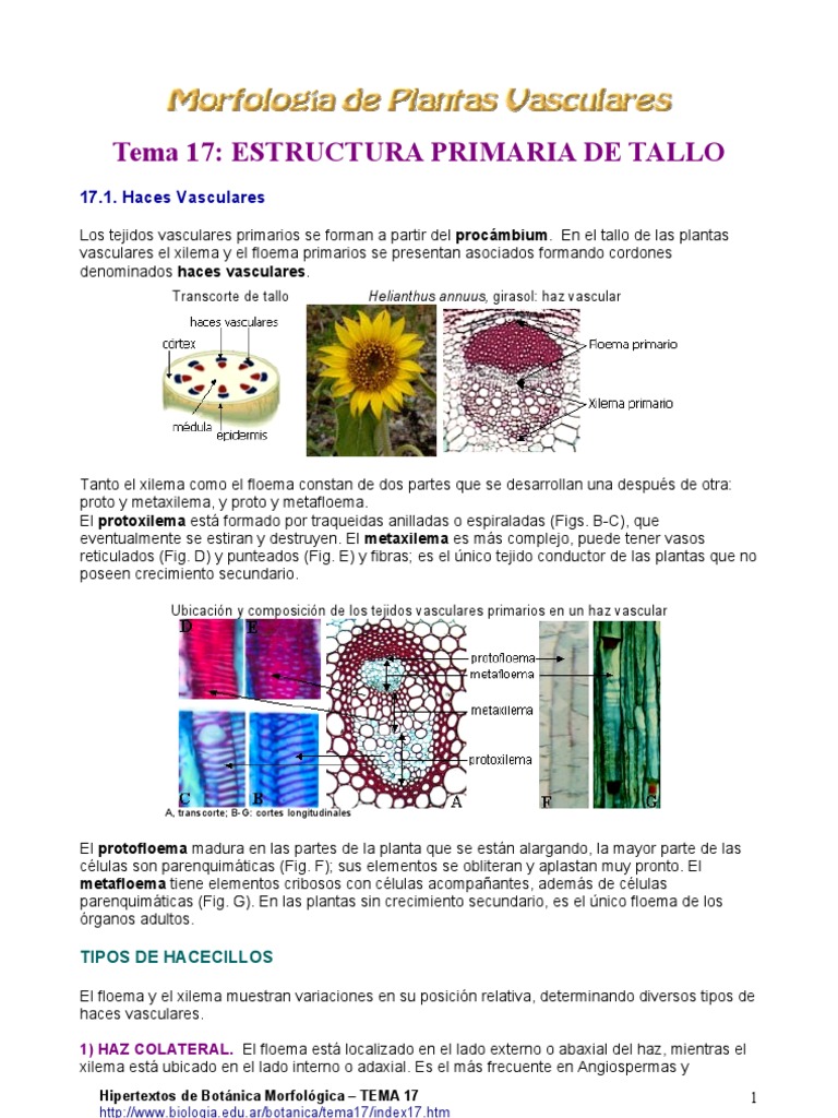 Estructura Interna del Tallo en Plantas | PDF | Tallo de la planta | Hoja