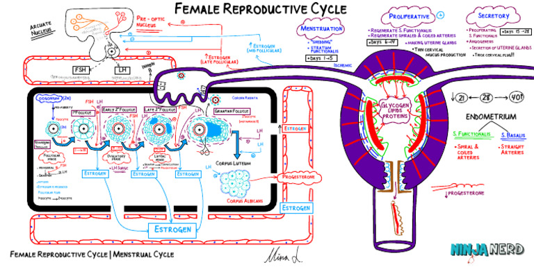 Understanding the Female Menstrual Cycle | PDF | Menstrual Cycle ...