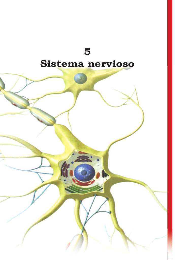 Funciones y Estructura del Sistema Nervioso | PDF | Neurona | Cerebro
