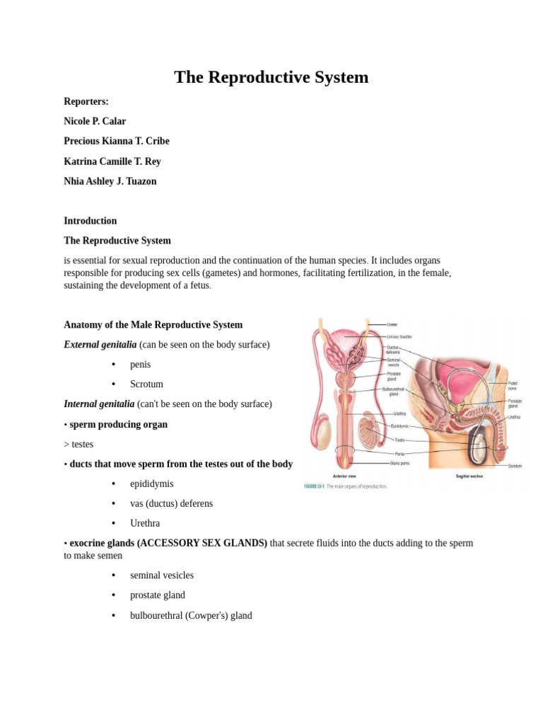 The Reproductive System REPORT DISCUSSION | PDF | Menstrual Cycle ...