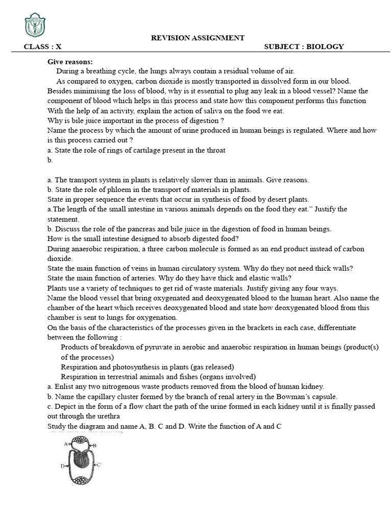 Class X Biology Revision Assignment | PDF | Sex | Dominance (Genetics)
