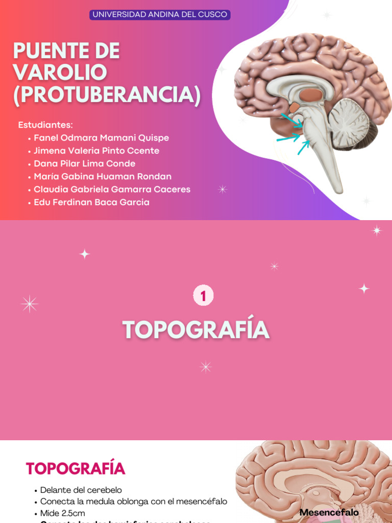 Anatomía y Funciones del Puente de Varolio | PDF | Anatomía humana ...