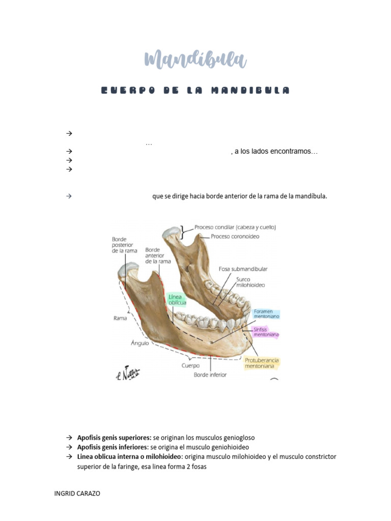 Mandibula Primer Parcial | PDF | Anatomía humana | Sistema ...