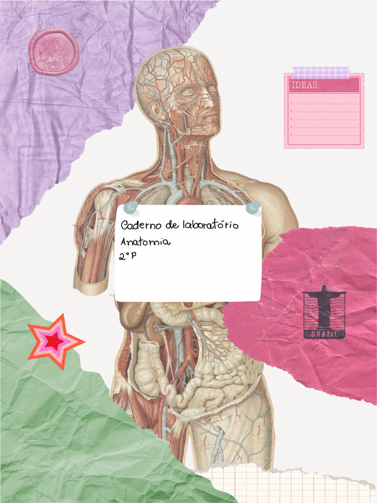 Anatomia P2 N1_231003_203430 (2) 2 | PDF