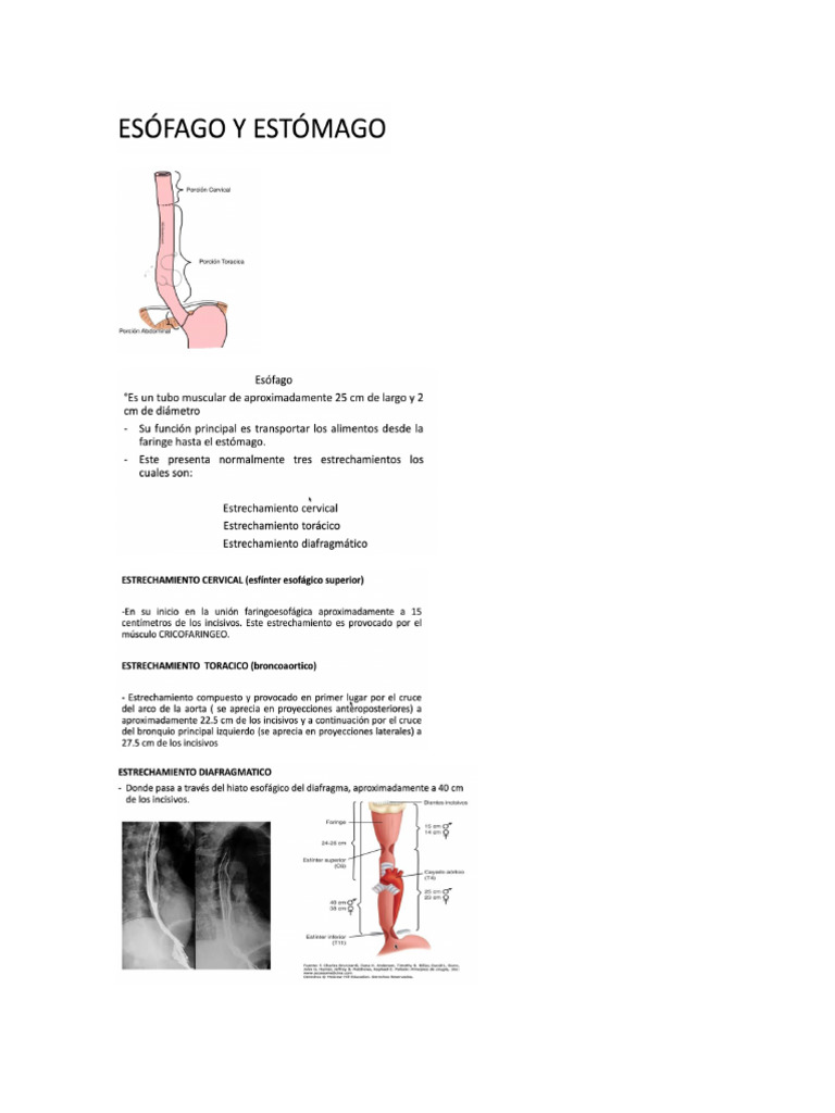 Esofago y Estomago | PDF