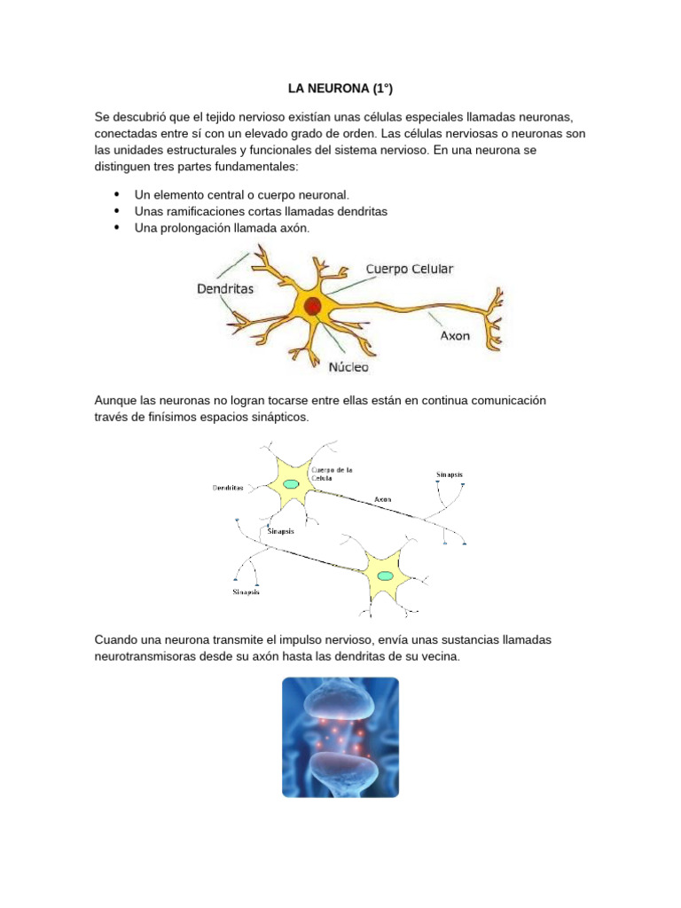 Estructura y Función de las Neuronas | PDF | Sinapsis | Neurona