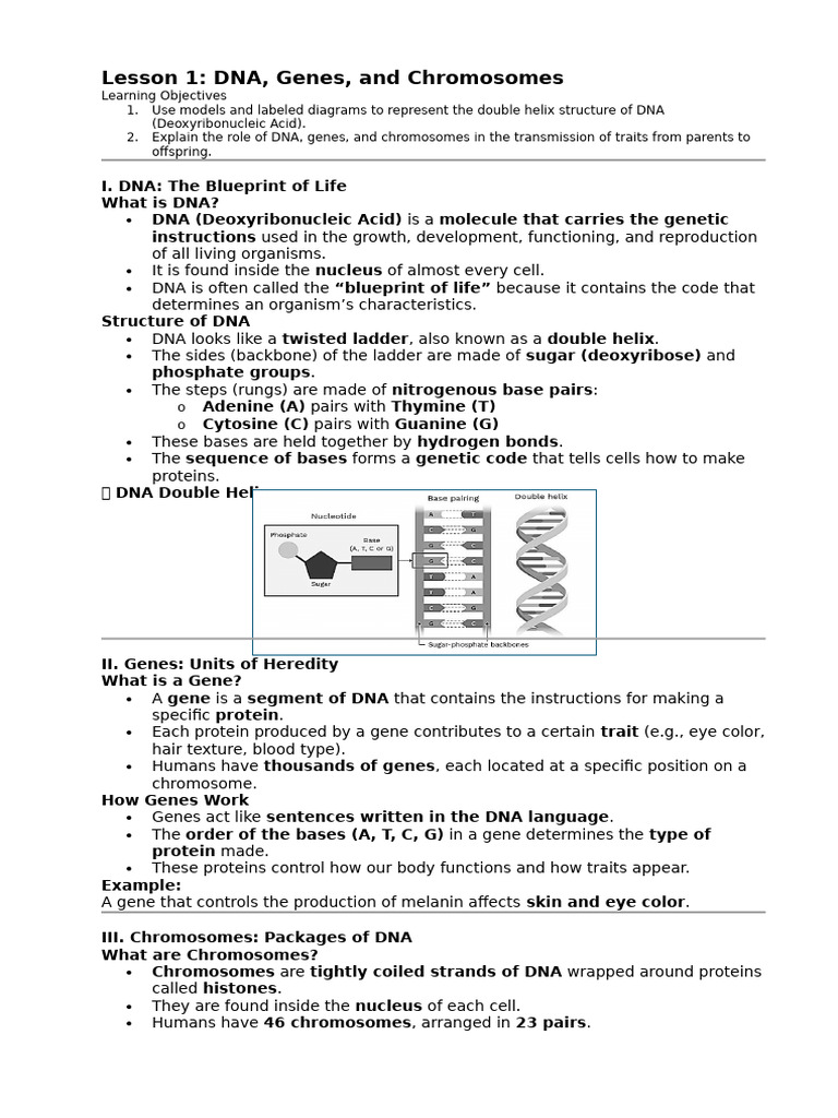 Understanding DNA, Genes, and Chromosomes | PDF | Dna | Gene