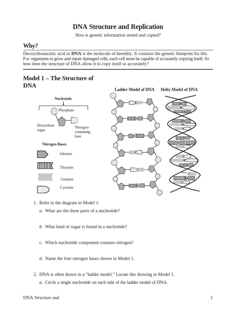 18 DNA Structure and Replication-S | PDF | Dna | Base Pair