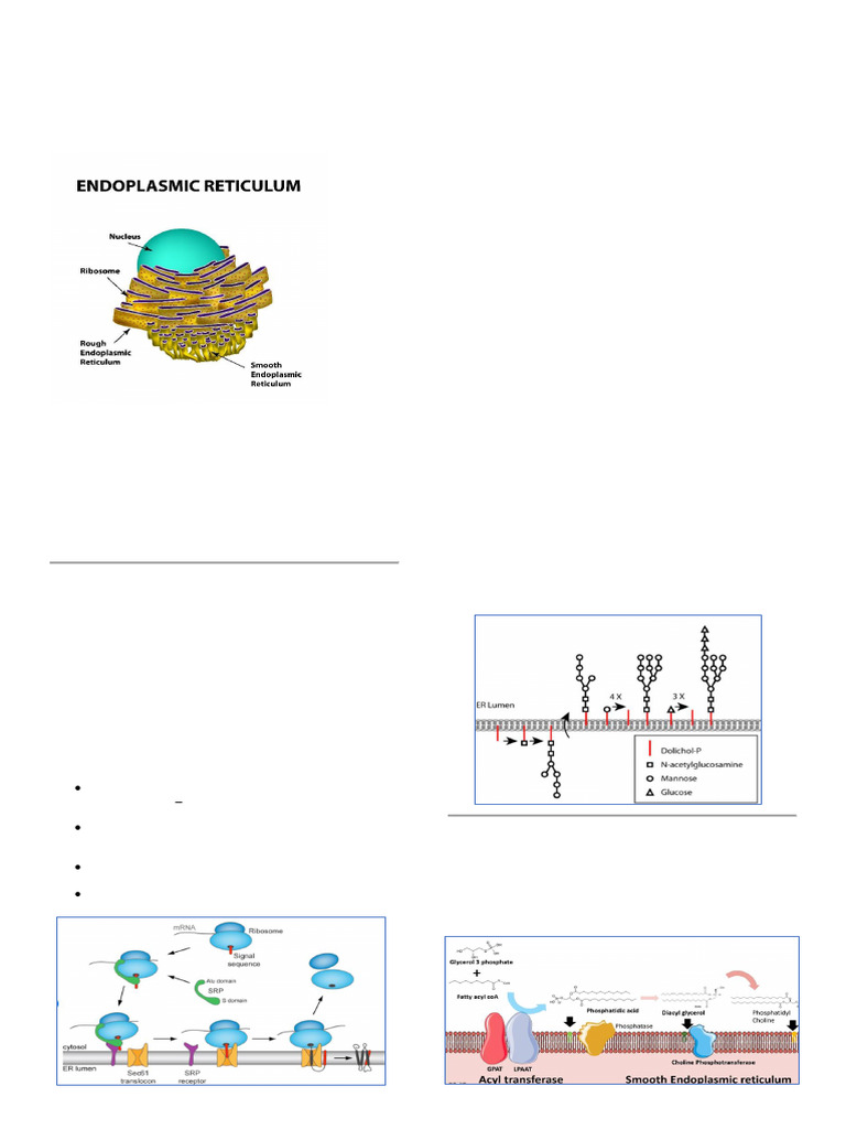 Endomembrane System Overview and Functions | PDF | Endoplasmic ...