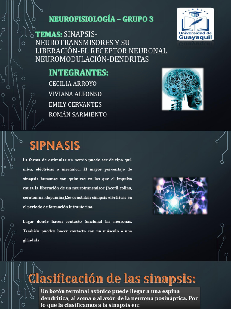 Sinapsis y Neurotransmisores en Neurones | PDF | Sinapsis | Neurona