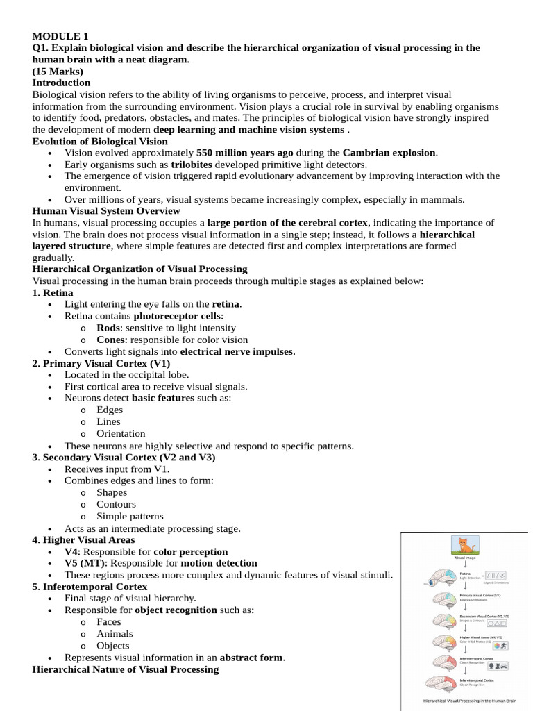 Biological Vision and Visual Processing Hierarchy | PDF | Receiver ...