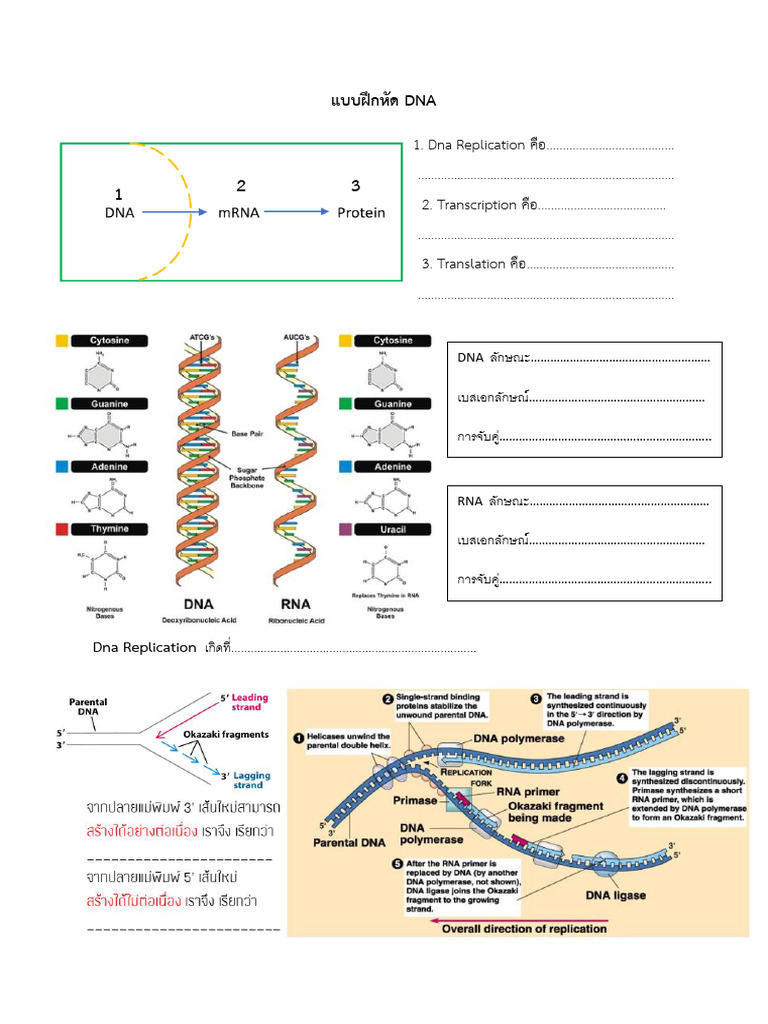 แบบฝึกหัด Dna | PDF