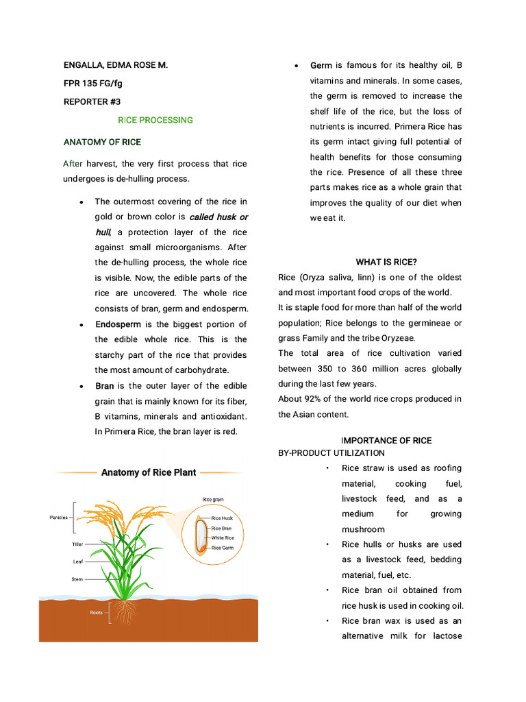 Anatomy and Processing of Rice | PDF | Rice | Cereals