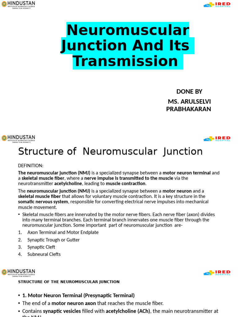 Neuromuscular Junction Overview and Function | PDF | Neuromuscular ...
