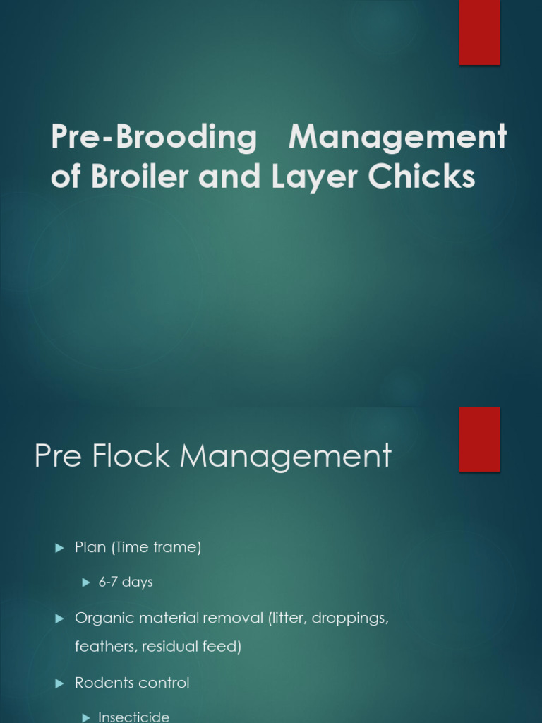 04- Pre-Brooding & Brooding Managment | PDF | Birds | Poultry Farming