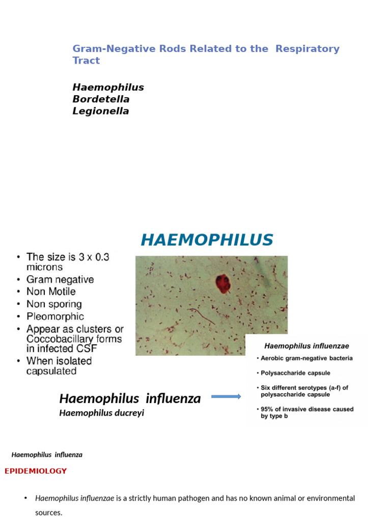 Gram-Negative Rods in Respiratory Infections | PDF | Pneumonia | Meningitis