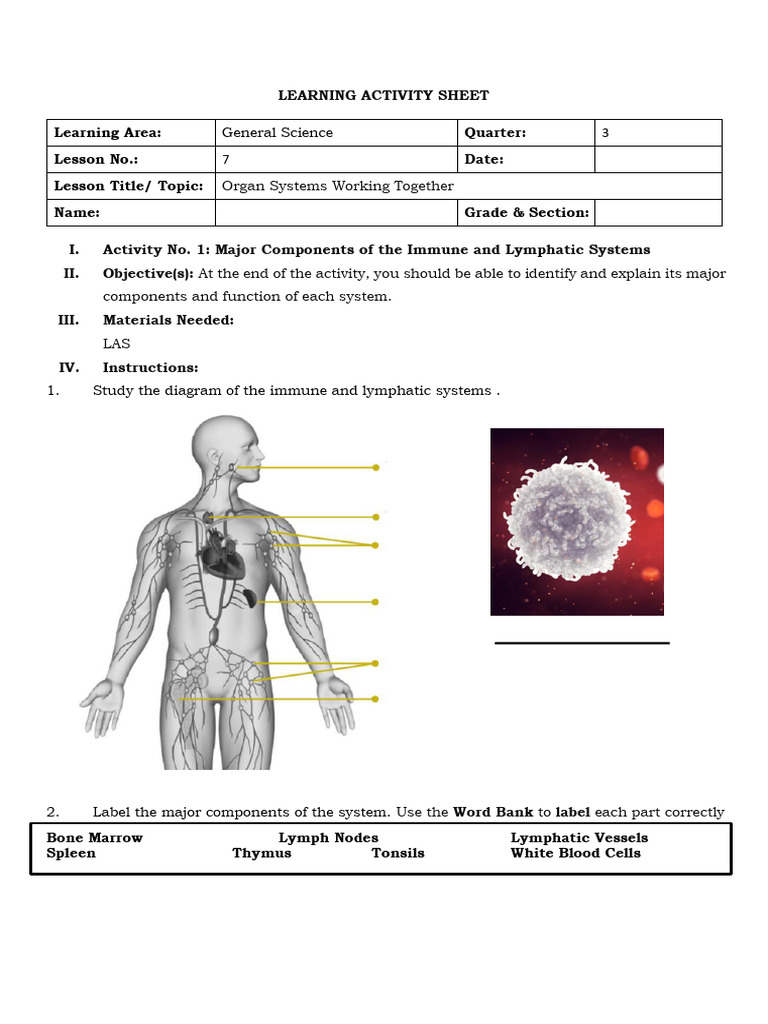 GENSCI Activity Sheet 7 (1) | PDF | Lymphatic System | Clinical Medicine