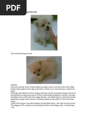 Tips Merawat Anjing Mini Pom Dan Kulit