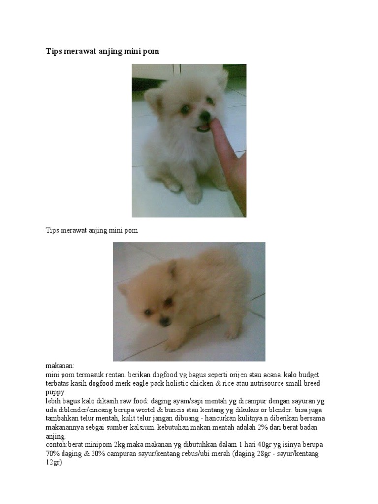 Tips Merawat Anjing Mini Pom Dan Kulit