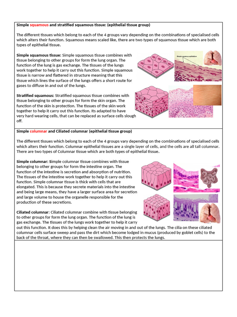 Types of Epithelial Tissue Explained | PDF | Epithelium | Tissue (Biology)