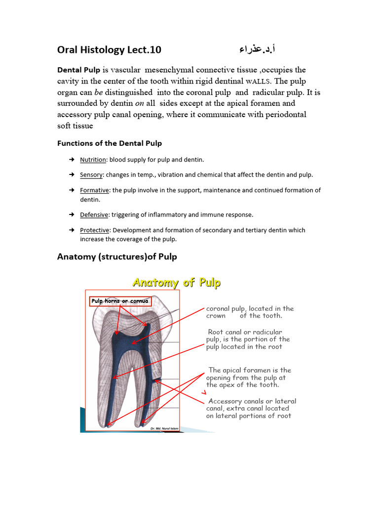 Functions and Anatomy of Dental Pulp | PDF | Dentin | Mouth