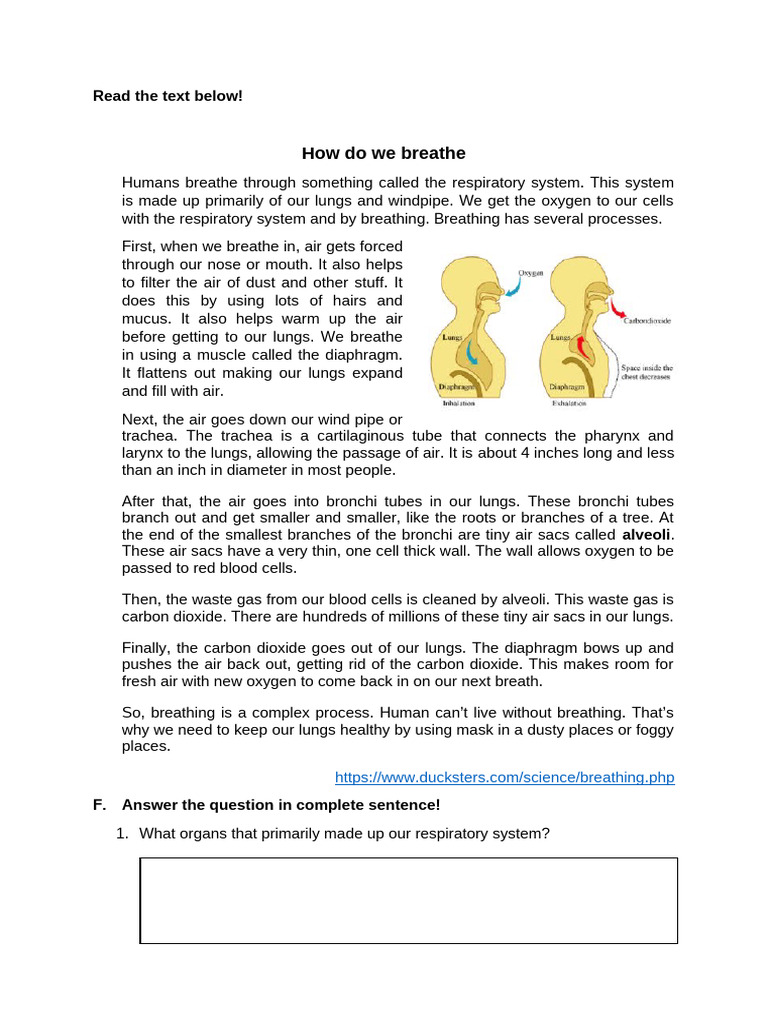 Understanding Human Breathing Process | PDF | Respiratory Tract | Breathing