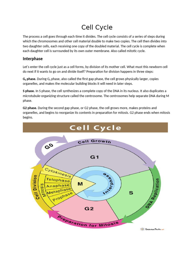 Understanding the Cell Cycle Process | PDF