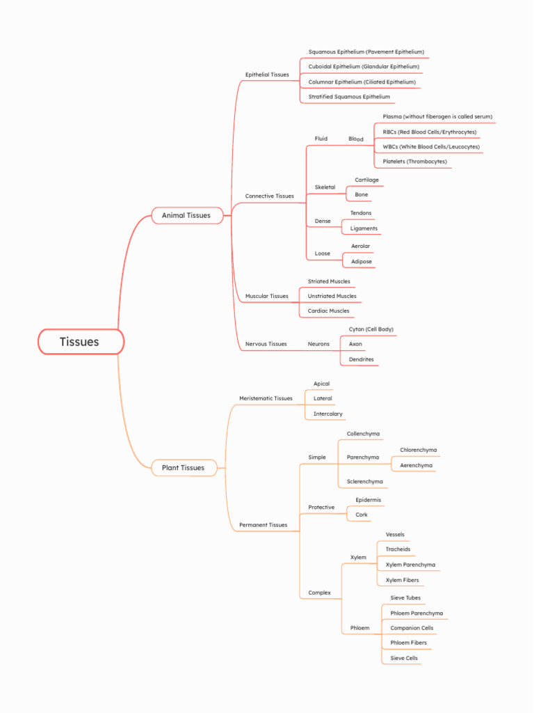 Overview of Animal and Plant Tissues | PDF | Tissue (Biology) | Epithelium