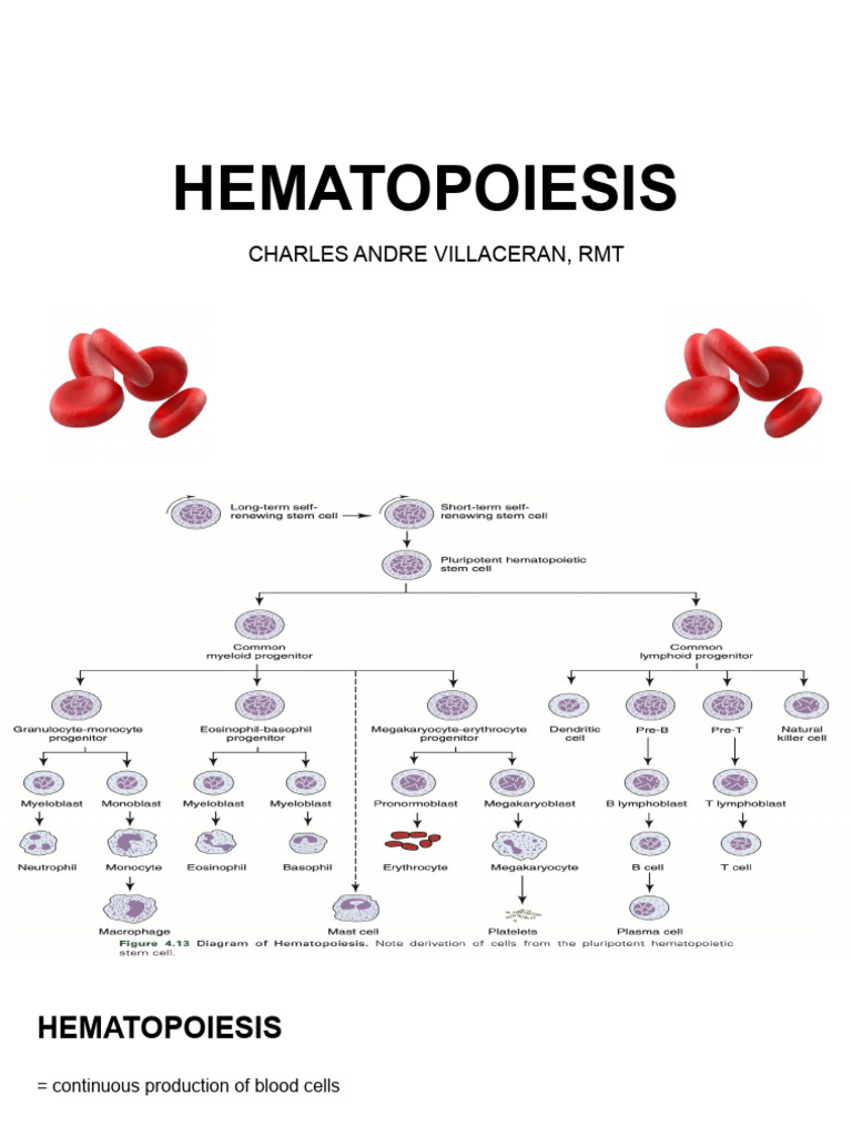 HEMATOPOIESIS | PDF | Haematopoiesis | Hematopoietic Stem Cell