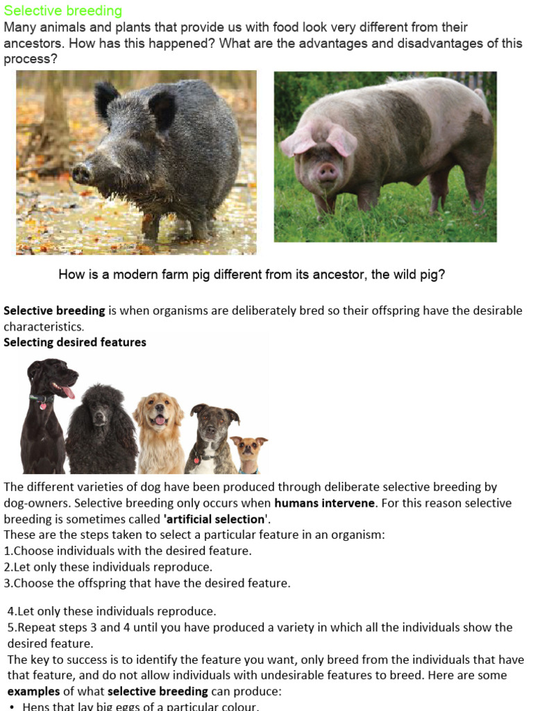 Understanding Selective Breeding Basics | PDF | Natural Selection ...