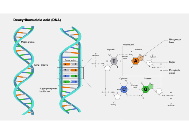 Dna | PDF