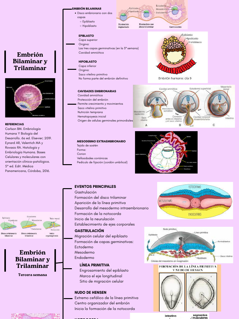 Embri%c3%93n Bilaminar y Trilaminar | PDF | Embrión | Anatomía